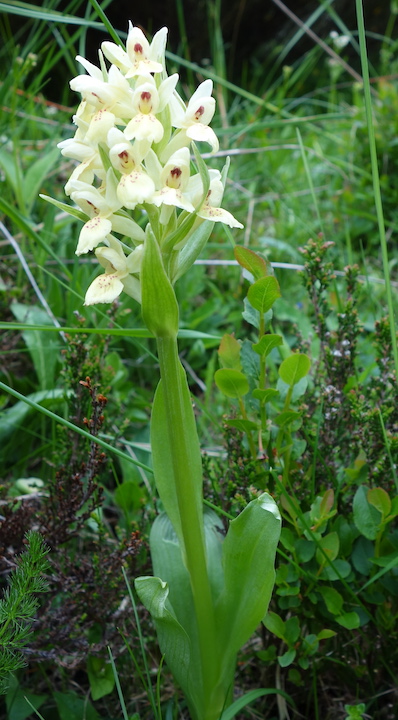 Elder Flowered