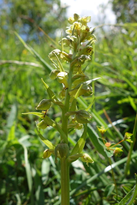 White Helleborine