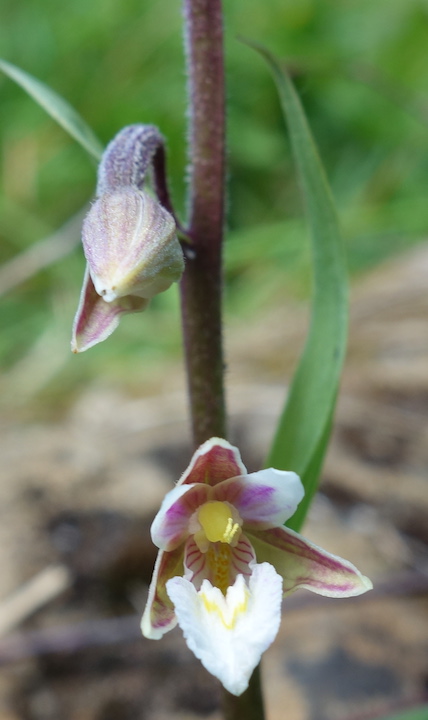 MarshHelleborine