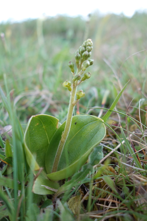 Twayblade