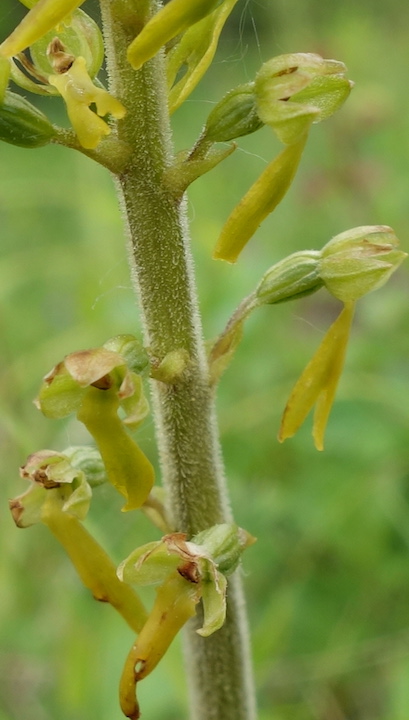 Twayblade