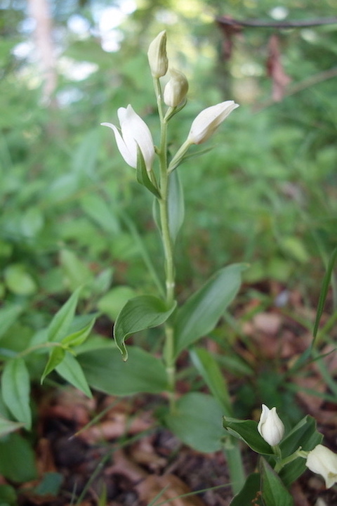 White Helleborine