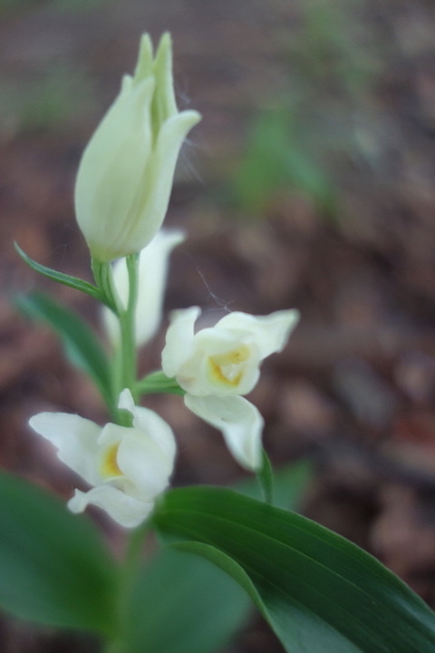 White Helleborine